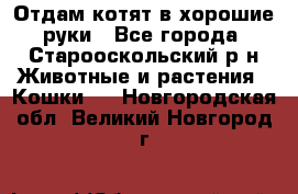 Отдам котят в хорошие руки - Все города, Старооскольский р-н Животные и растения » Кошки   . Новгородская обл.,Великий Новгород г.